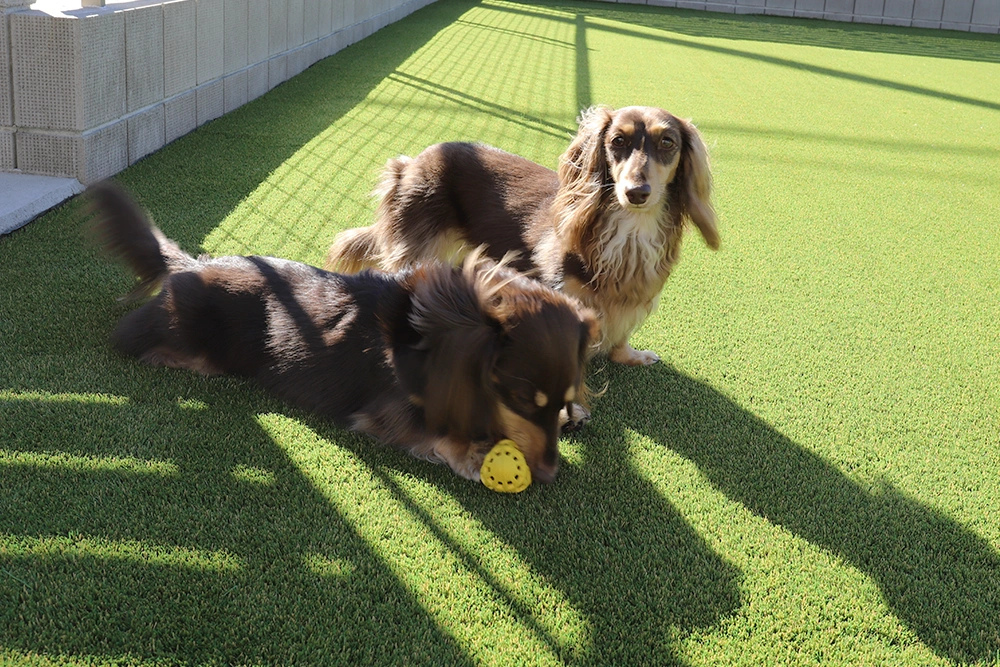 DIYで人工芝を施工してドッグランを作られた吉森様邸の画像