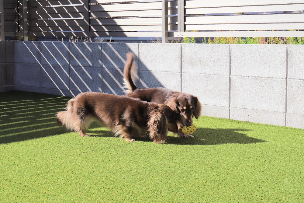 愛犬の花ちゃんと桃ちゃんの画像