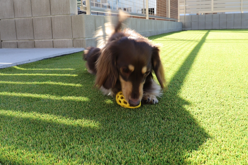 ふさふさの芝生で遊ぶ愛犬の画像