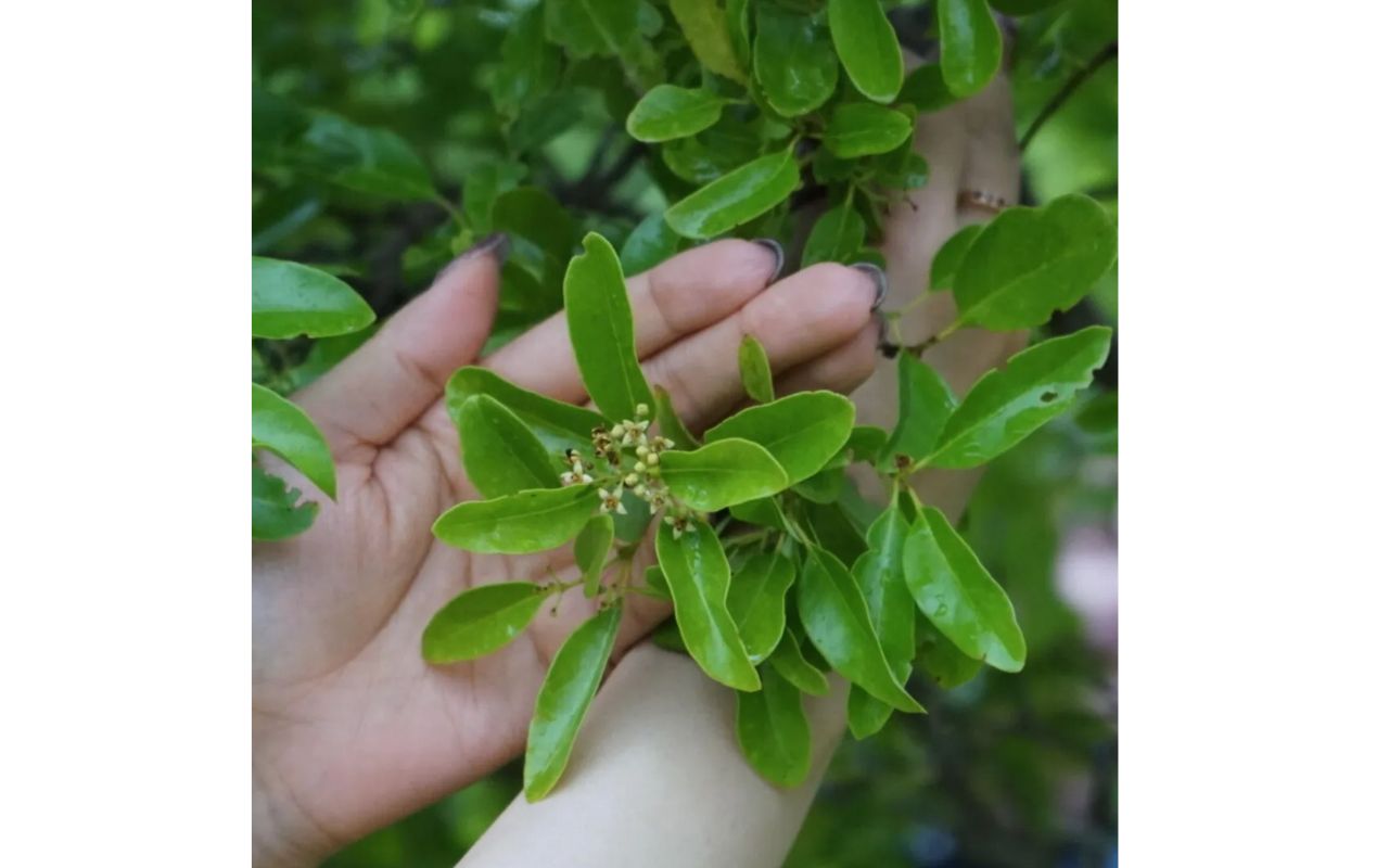 オーガニックミスト - Byaku -